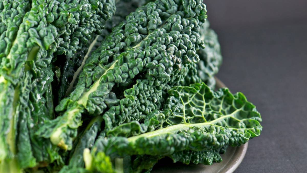 Kale, una hortaliza en auge que interesa a investigadores