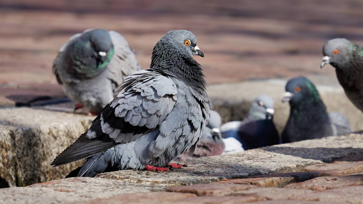 Descubren cura del COVID-19 en las palomas de ciudad. 