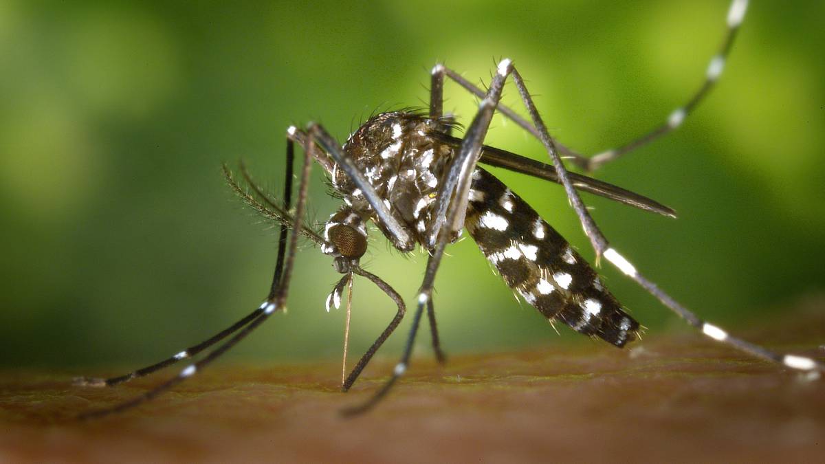 Mosquito tigre: confirmados tres casos de Chikungunya con origen ...