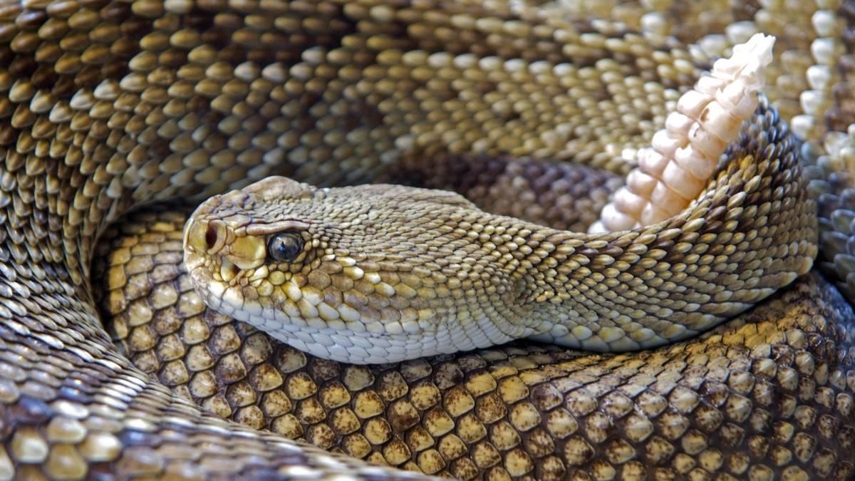 La serpiente de cascabel como ayuda para paliar el dolor crónico - AS.com