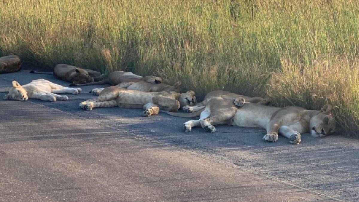 Vía libre para los leones en Sudáfrica con el coronavirus 