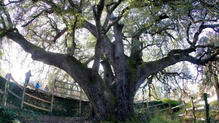 Un árbol español aspira a ser el mejor de Europa - AS.com