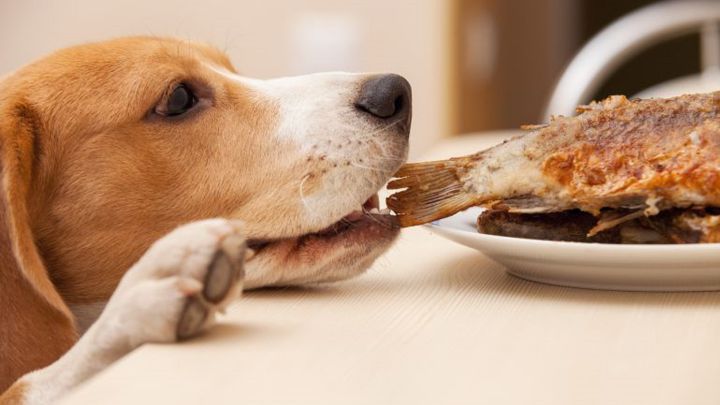 prometedor enfermero Faringe Los alimentos de humanos que los perros no deben comer - AS.com