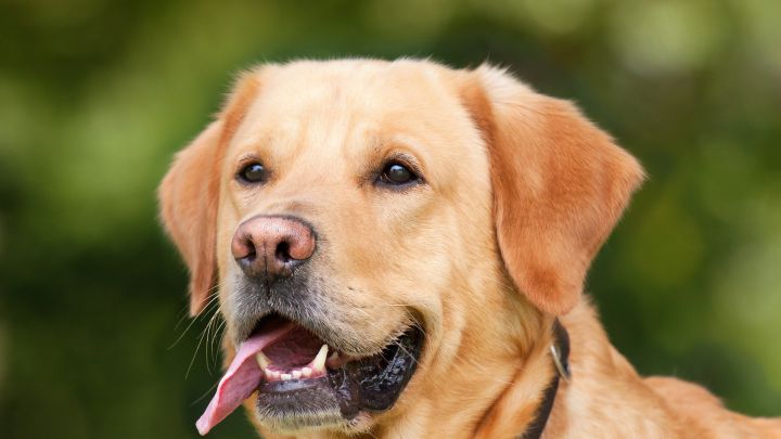 Las razas de perros que menos ladran: son los más tranquilos? - AS.com