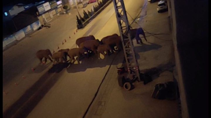 El recorrido de una manada de elefantes asusta en China - AS.com