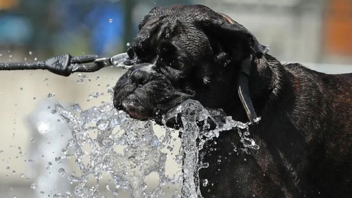 Qué razas de perros sufren más el calor y cómo evitar una insolación -  AS.com