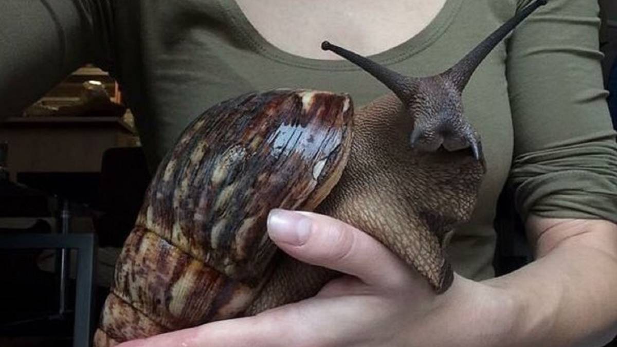 Aqui Tienes Al Caracol Mas Grande Del Mundo Que Mucha Gente Tiene Como Mascota As Com