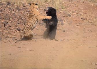 Angustiosa pelea: este león se enfrentó solo a una manada de hienas 