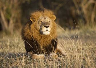Ligre, el híbrido entre león y tigre creado por el hombre que se ha hecho  viral en redes 