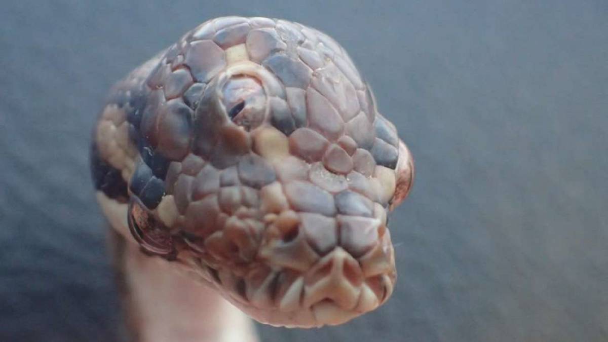 Resultado de imagen para FOTOS: Hallan en Australia una serpiente con tres ojos