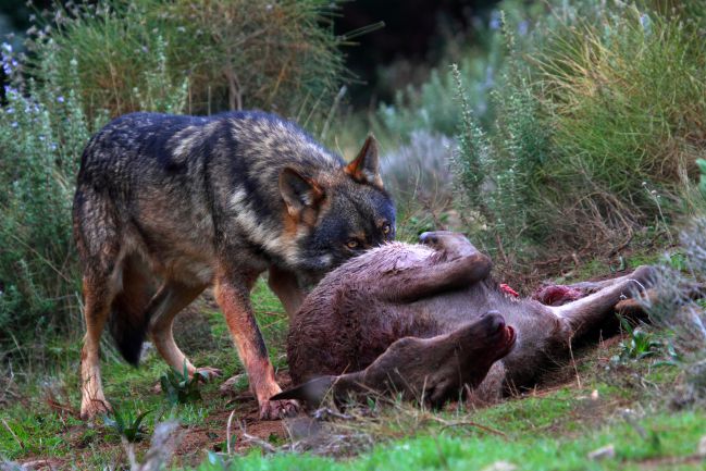 La medida implicará igualar la misma condición de conservación del lobo en  todo el territorio, incluso en el norte del río Duero Quien con lobos anda,  a aullar aprende. 